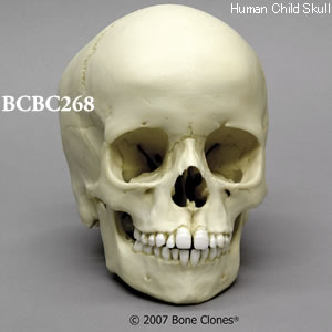 BCBC268 小児頭蓋骨模型　6才