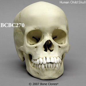 BCBC270 小児頭蓋骨模型　13才