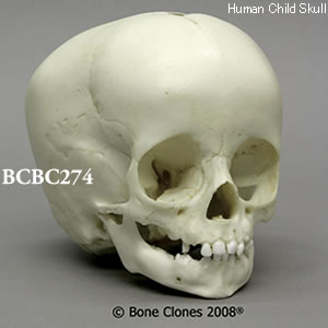 BCBC274 小児頭蓋骨模型　1才