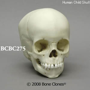 BCBC275 小児頭蓋骨模型　2才