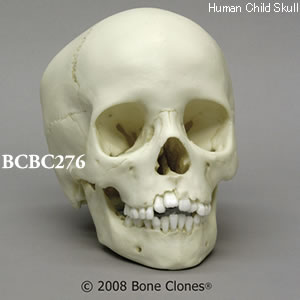 BCBC276 小児頭蓋骨模型　8才