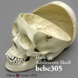 頭蓋骨模型・頭蓋冠分離型（推定15から18才） BCBC305