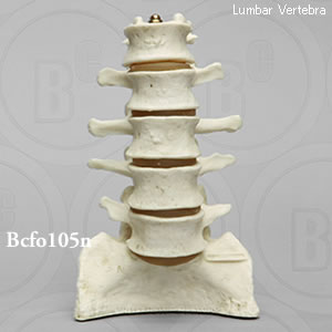 若年成人の正常腰椎模型 BCFO105N  Bone Clones ボーンクローン
