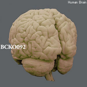 BCKO092 脳模型（BCBC092用）