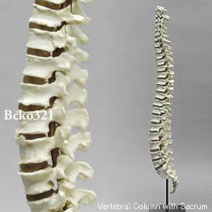 可動型女性脊柱模型 BCKO321 Bone Clones ボーンクローン