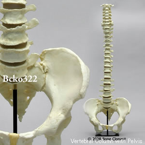 可動型女性脊柱模型（骨盤付き） BCKO322 Bone Clones ボーンクローン