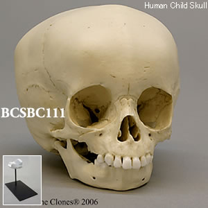 BCSBC111 小児頭蓋骨模型　15ヶ月