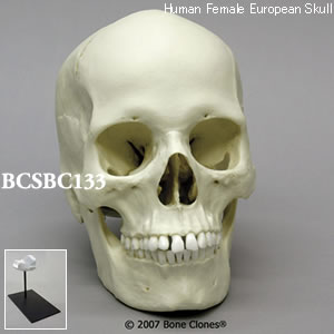 BCSBC133 ヨーロッパ人女性頭蓋骨模型