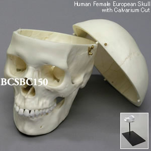 BCSBC150 ヨーロッパ人女性頭蓋骨模型・3分解