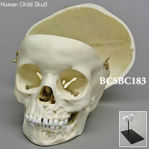 BCSBC183 小児頭蓋骨模型　5才・顎開放、頭蓋冠分離型
