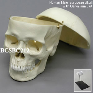 BCSBC212 ヨーロッパ人男性頭蓋骨模型・3分解