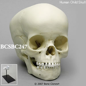 BCSBC247 小児頭蓋骨模型　4才