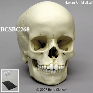 BCSBC268 小児頭蓋骨模型　6才