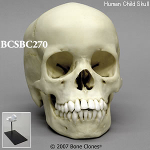 BCSBC270 小児頭蓋骨模型　13才