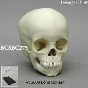 BCSBC275 小児頭蓋骨模型　2才