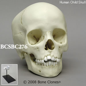 BCSBC276 小児頭蓋骨模型　8才