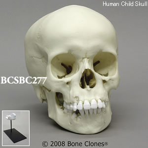 BCSBC277 小児頭蓋骨模型　9才