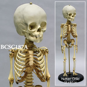 BCSC187A 小児全身骨格模型　14ヶ月
