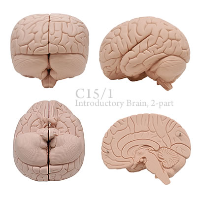 脳模型c15/1 2分解
