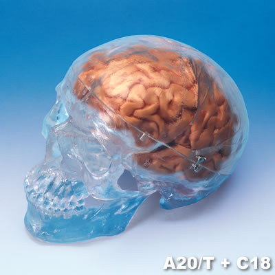 頭蓋骨模型に脳模型をセットした様子