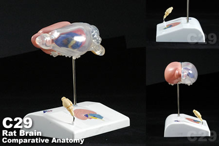 C29 ラットの脳比較解剖模型