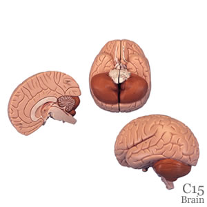 脳模型2分解C15