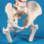 脊柱模型の骨盤