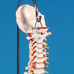 脊柱模型の後頭骨と頚椎