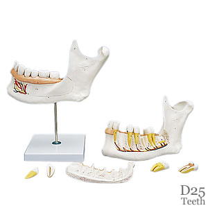 歯科模型・下顎、3倍大6分解模型D25
