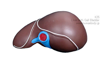 肝臓、胆嚢付模型（K25）の表面A