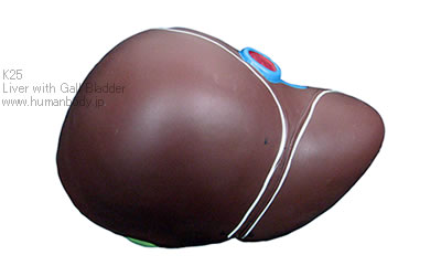 肝臓、胆嚢付模型（K25）の表面B