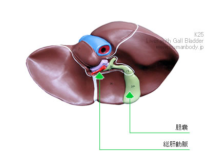 肝臓、胆嚢付模型（K25）の表面、胆嚢を確認
