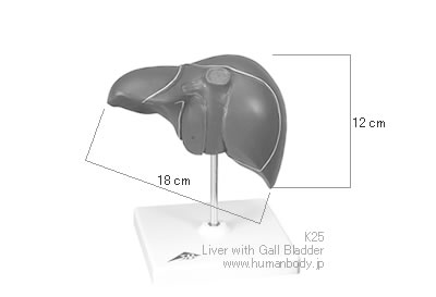 肝臓、胆嚢付模型（K25）のサイズ