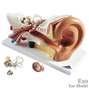 耳模型 E20平衡聴覚器、3倍大・4分解模型、標準型