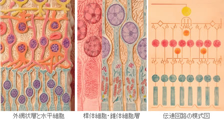 外網状層と水平細胞、桿体細胞・錐体細胞層、伝達回路の模式図の様子