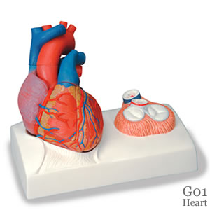 心臓模型G01 心臓、心臓弁レリーフ付、5分解モデル