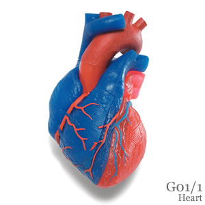 心臓模型G01/1 心臓、動・静脈血区分、5分解モデル