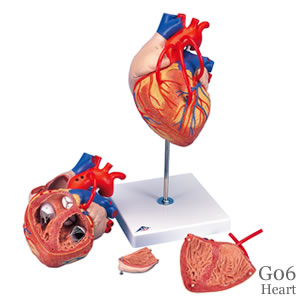 心臓模型、バイパス付、2倍大・4分解 G06