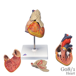 心臓、胸腺付・3分解模型