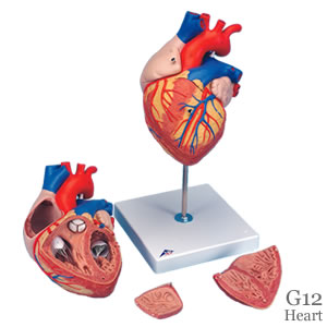心臓模型、2倍大・4分解・ジャイアント型