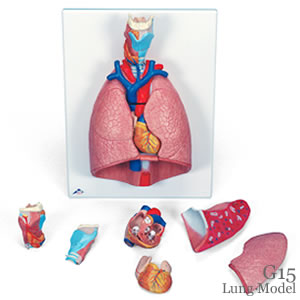 肺模型、実物大・7分解デラックスG15