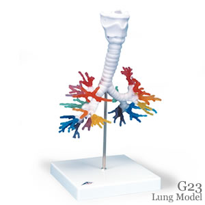 気管支樹CT模型、喉頭部付き