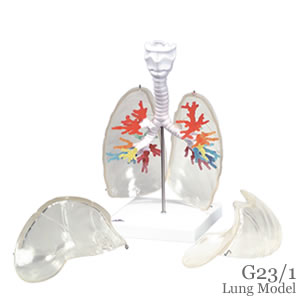 G23/1 気管支樹CT模型 肺・喉頭部付き