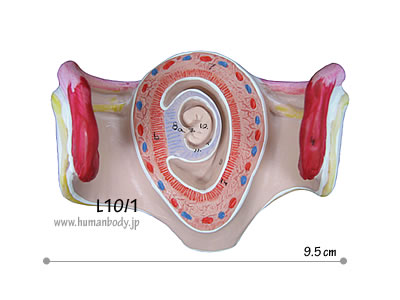 妊娠1ヶ月の子宮と胎児