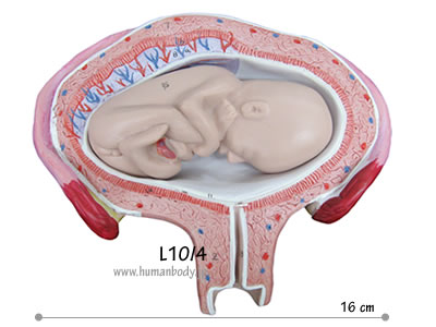 妊娠4ヶ月の子宮と胎児