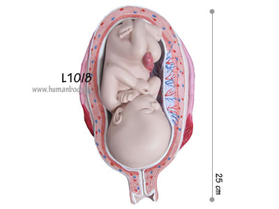 妊娠7ヶ月の子宮と胎児