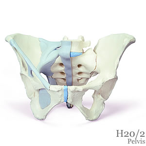 女性骨盤模型 靭帯付、3分解H20/2