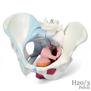 女性骨盤 内臓・骨盤底筋付、4分解模型（H20/3）