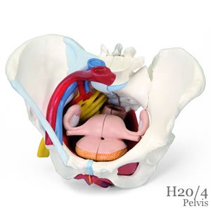 女性骨盤 内臓・骨盤底筋付、6分解模型（H20/4）