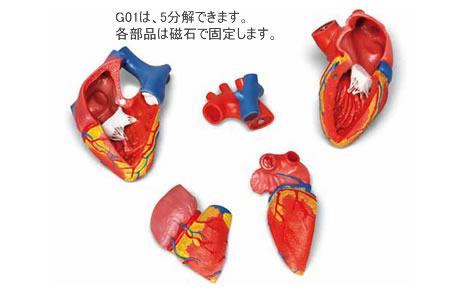 心臓模型G01を5分解した状態